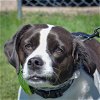 adoptable Dog in huntley, IL named Suzie