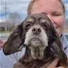 adoptable Dog in huntley, IL named Brownie