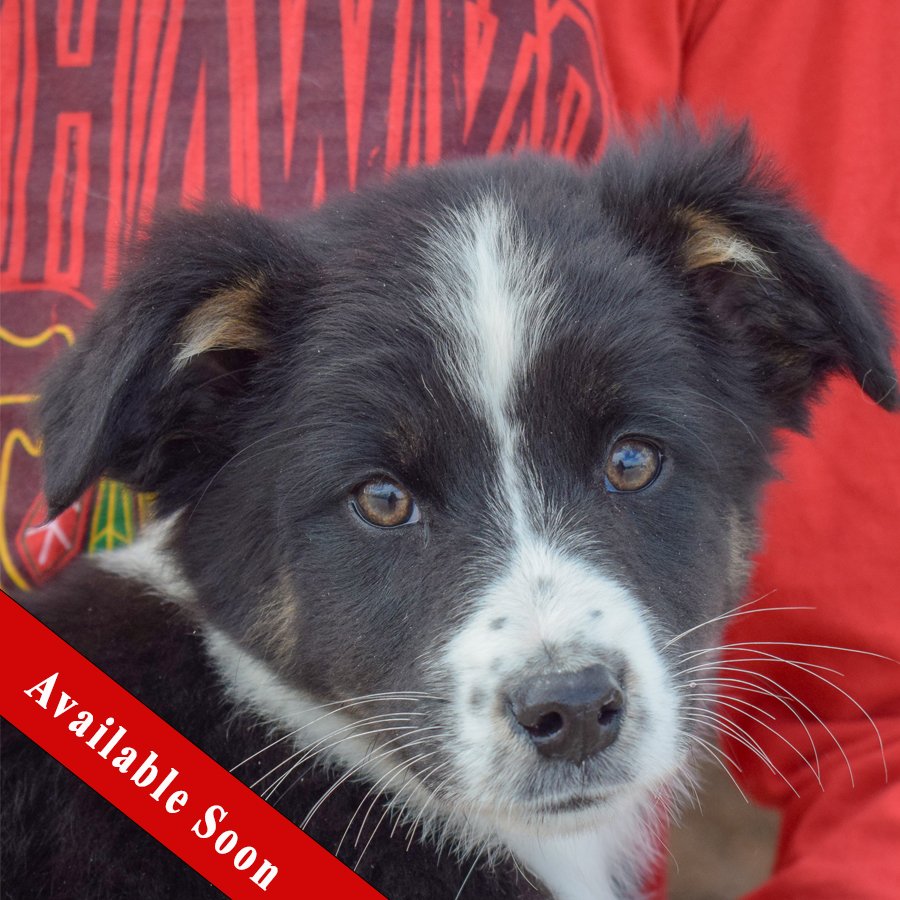 adoptable Dog in Huntley, IL named Murple