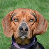 adoptable Dog in huntley, IL named Barry