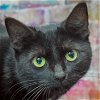adoptable Cat in huntley, IL named Jill