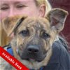 adoptable Dog in huntley, IL named Camilla