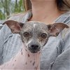 adoptable Dog in huntley, IL named Lizzy