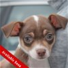 adoptable Dog in huntley, IL named Cassanova
