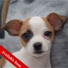 adoptable Dog in , IL named Lovie