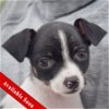 adoptable Dog in huntley, IL named Rosebud