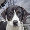 adoptable Dog in huntley, IL named Tom