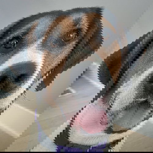 picture of the dog needing adoption