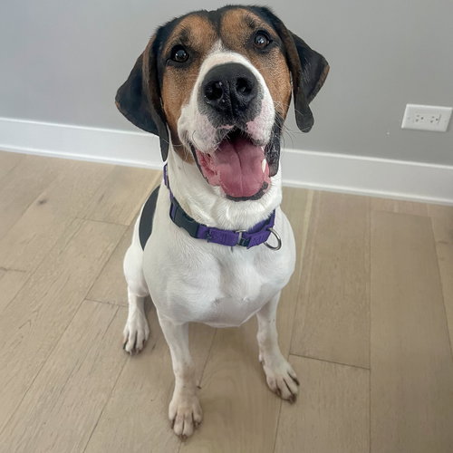 JERRY - Treeing Walker Coonhound available for adoption