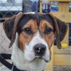 adoptable Dog in huntley, IL named Jerry