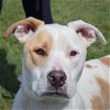 adoptable Dog in huntley, IL named Scrappy