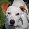 adoptable Dog in huntley, IL named Porky