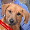 adoptable Dog in huntley, IL named Banjo