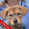 adoptable Dog in huntley, IL named Ben