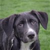 adoptable Dog in huntley, IL named Eliza