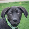 adoptable Dog in huntley, IL named Henry