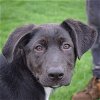 adoptable Dog in huntley, IL named Lyla
