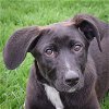 adoptable Dog in huntley, IL named May
