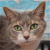 adoptable Cat in huntley, IL named Kitty