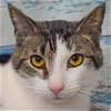 adoptable Cat in huntley, IL named Sherman