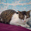 Sherman - Photo 5