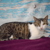 Sherman - Photo 6