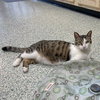 Sherman - Photo 7
