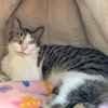 Sherman - Photo 8