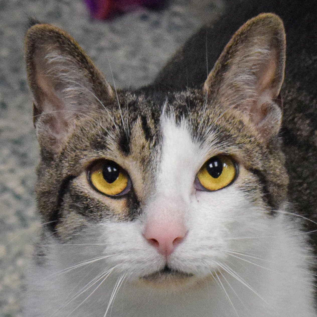 adoptable Cat in Huntley, IL named Sherman