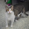 Sherman - Photo 3