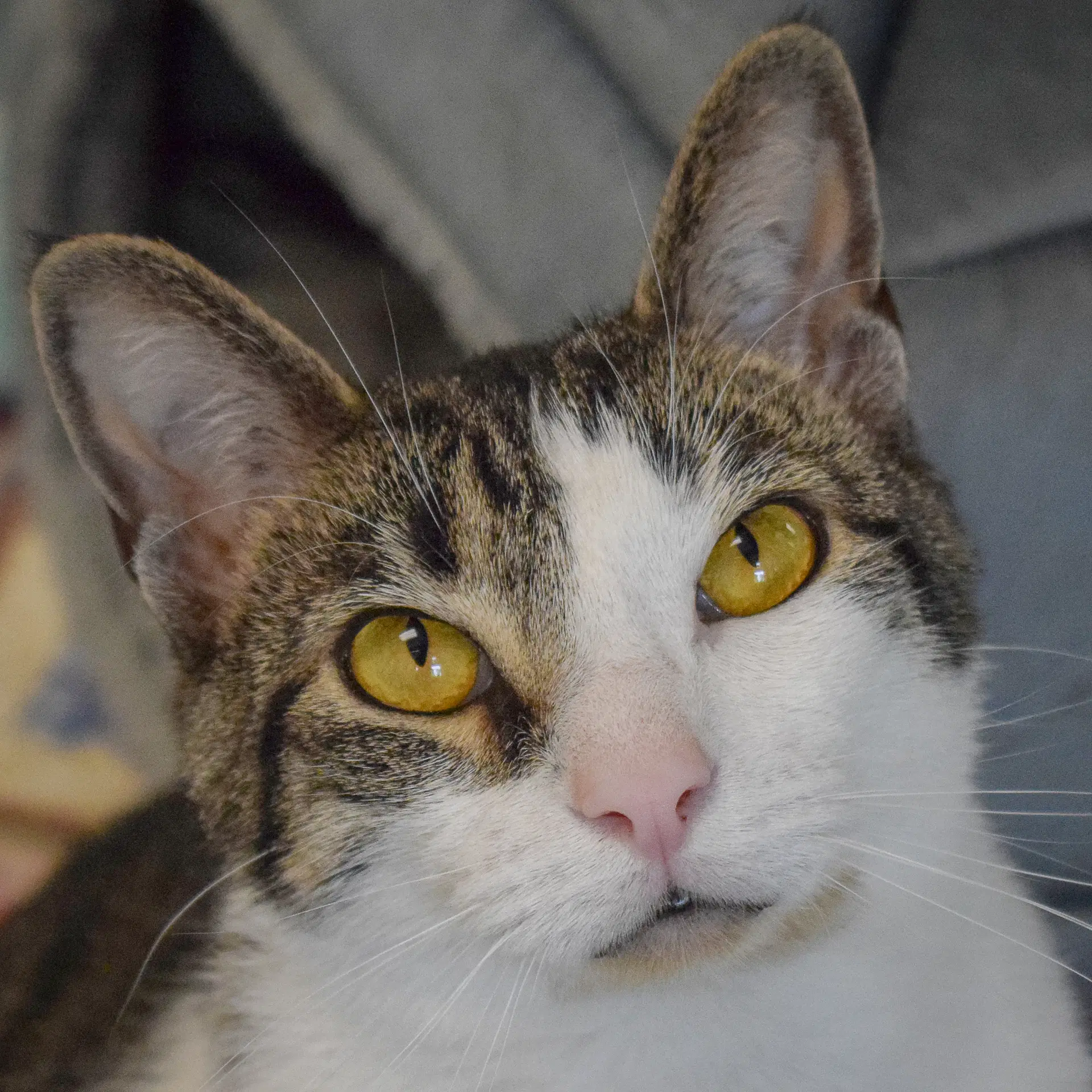 Sherman - Tabby