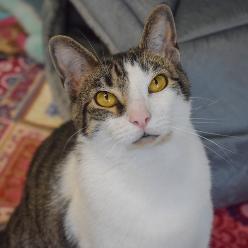 SHERMAN - Tabby / Domestic Short Hair available for adoption