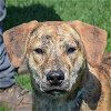 adoptable Dog in huntley, IL named Carey