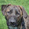 adoptable Dog in huntley, IL named Duke