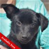 adoptable Dog in huntley, IL named Diane