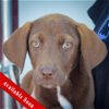 adoptable Dog in huntley, IL named Kiwi