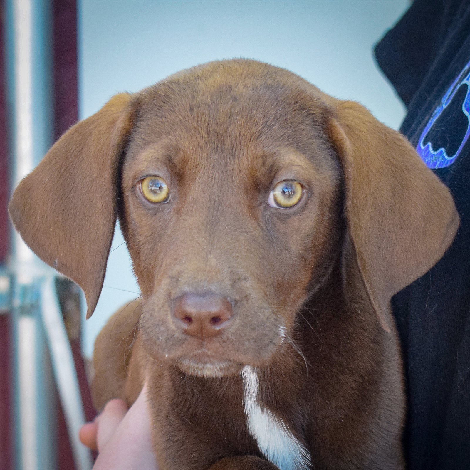 adoptable Dog in Huntley, IL named Kiwi