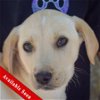 adoptable Dog in huntley, IL named Mango