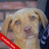 adoptable Dog in huntley, IL named Papaya