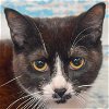 adoptable Cat in huntley, IL named Molly