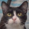 adoptable Cat in huntley, IL named Salem