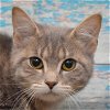 adoptable Cat in huntley, IL named Frost