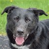 adoptable Dog in , IL named Margie
