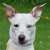 adoptable Dog in huntley, IL named Snickerdoodle