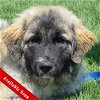 adoptable Dog in huntley, IL named Dawn