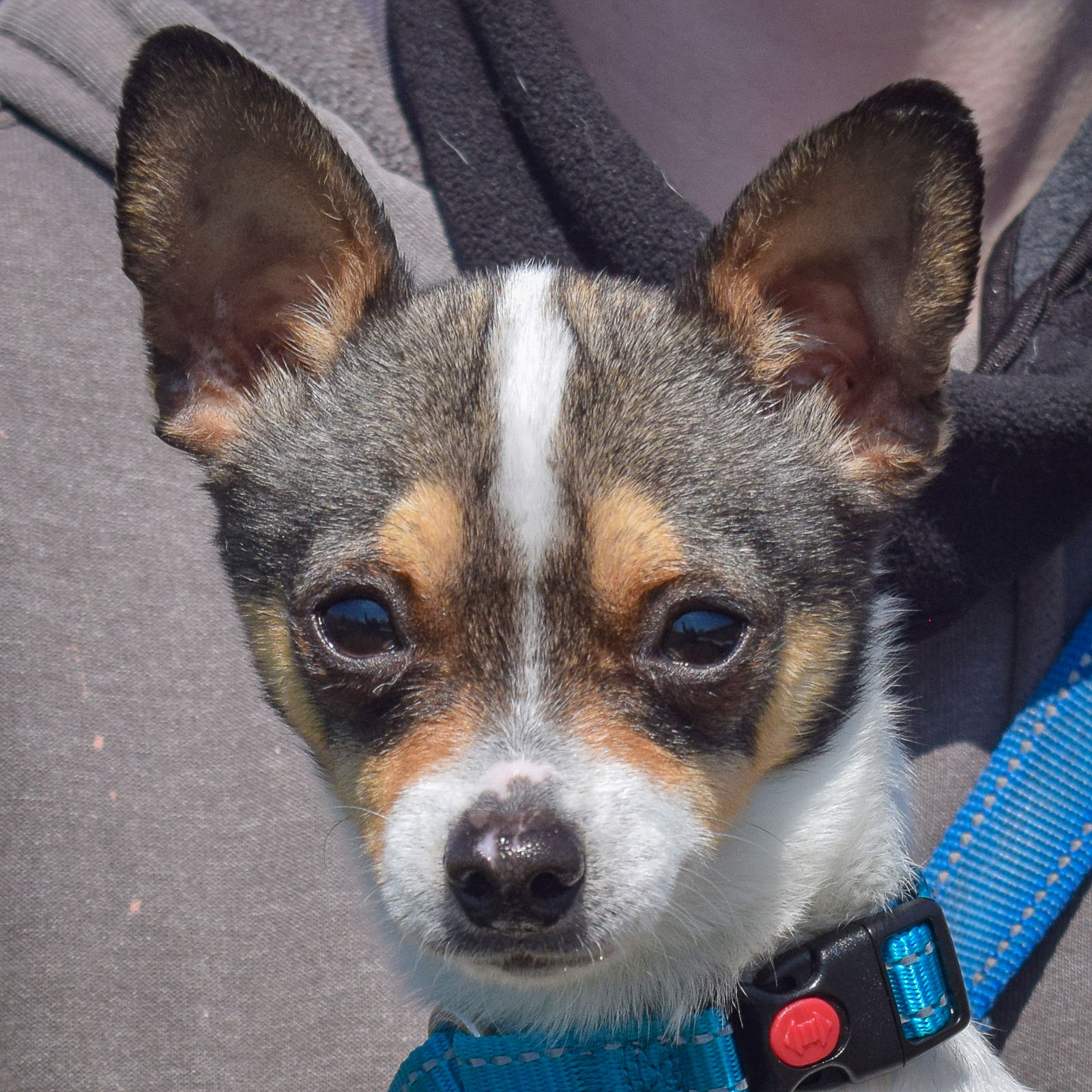 adoptable Dog in Huntley, IL named Spot