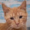 adoptable Cat in huntley, IL named Charming