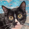 adoptable Cat in huntley, IL named Tebow