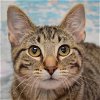 adoptable Cat in huntley, IL named Moe