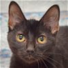 adoptable Cat in huntley, IL named Larry